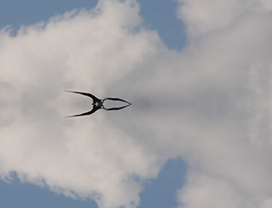 moving image artwork by Australian artist Anna Glynn